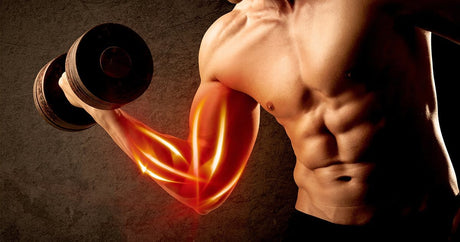 Well trained man performing  a biceps curls with a dumbell